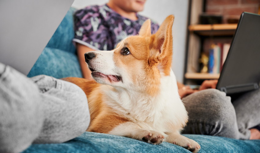 Nawilżacz powietrza a zwierzęta - jak wilgotność względna wpływa na domowych pupili?