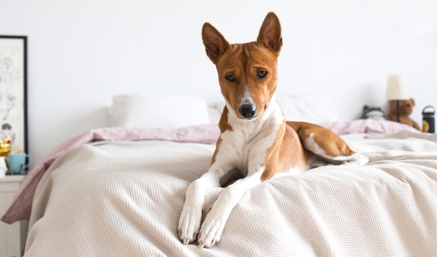 Nawilżacze parowe nie są najlepszym wyborem dla właścicieli czworonogów