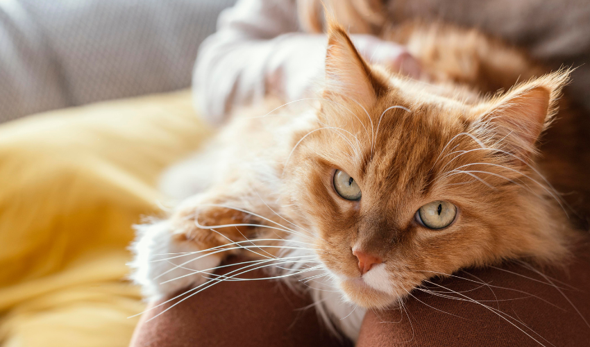 Nawilżacze ultradźwiękowe wydają dźwięki słyszalne dla zwierząt domowych