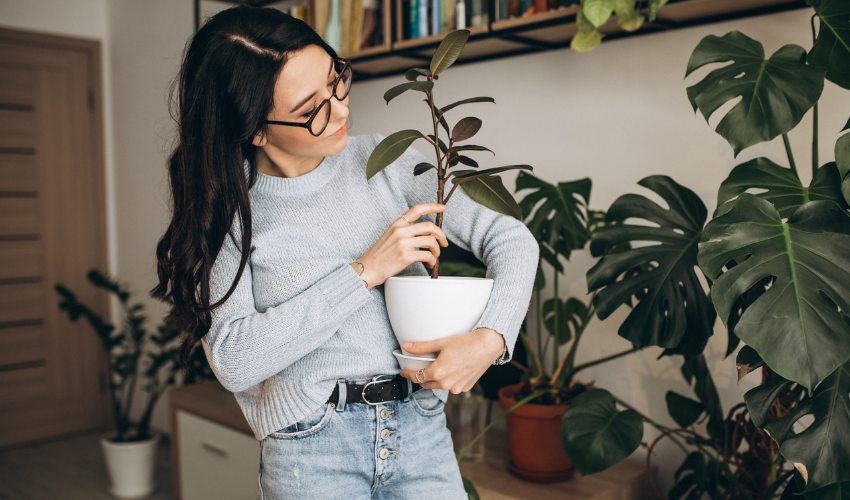 Rośliny są naturalną ochroną przed za suchym powietrzem