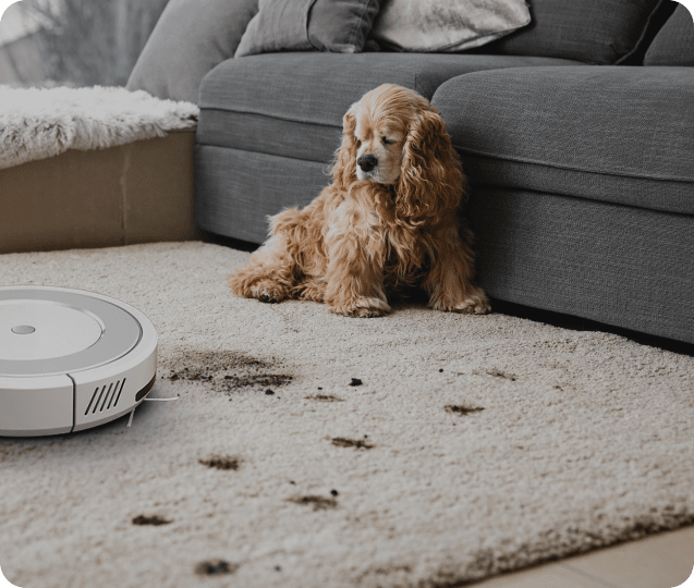 Poznaj roboty sprzątające