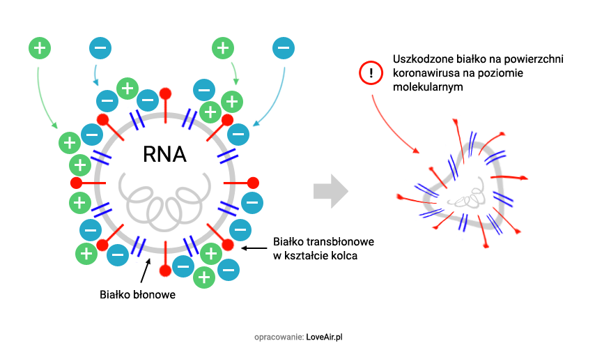 dezaktywacja koronawirusa przez technolgoię Plasmacluster